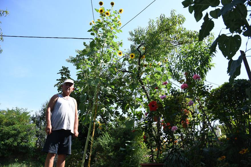Daruvar: Obitelj Krajnović uzgojila divovski suncokret
