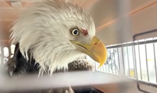 VIDEO Borba za &zcaron;ivot na minusima: Spasili ozlije&dstrok;enog orla iz zale&dstrok;ene rijeke Hudson