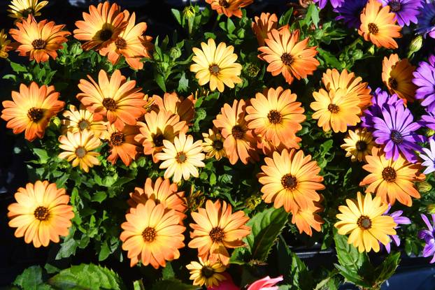 Obilježavanje Dana grada Križevaca uljepšano je cvjetnom manifestacijom "Križevci u cvijeću"