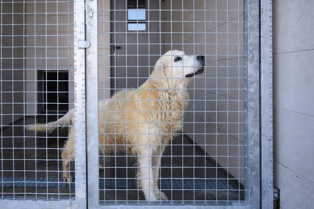U skloništu Dumovec održan je prvi Dumovečki buvljak na kojem su građani mogli posjetiti sklonište te upoznati pse i mačke