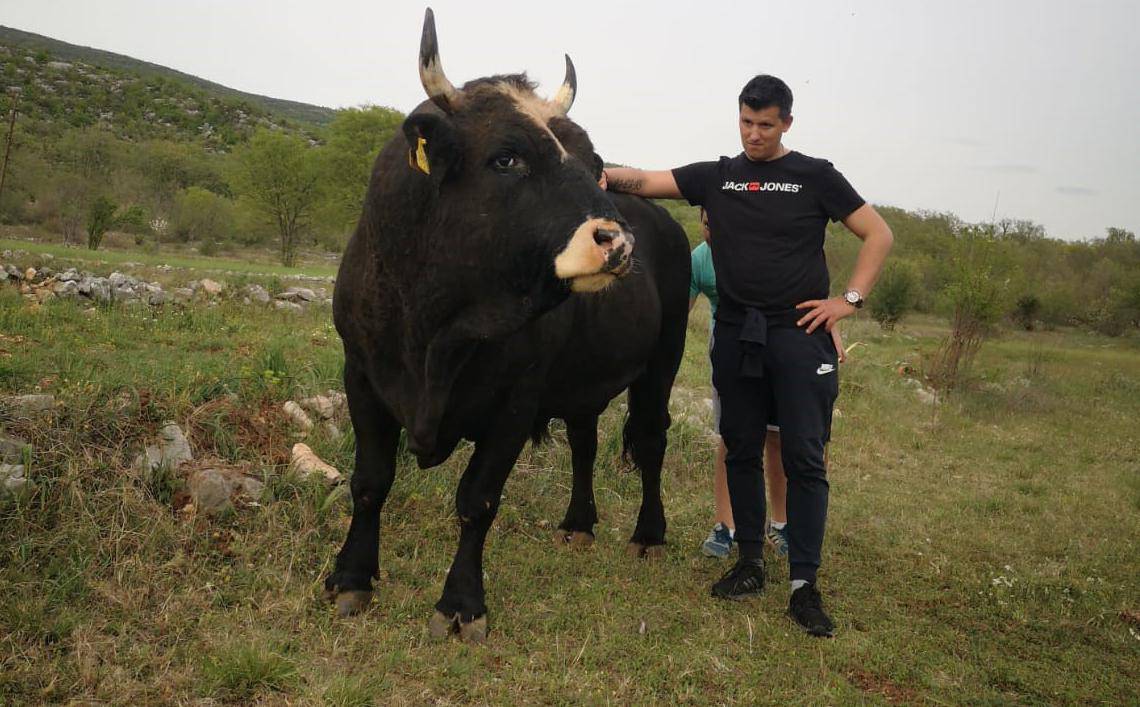 Mrcina iz Dicma: Nitko nije jači i opasniji od našeg bika Covida