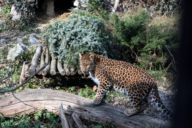 Zagreb: Životinjima u zoološkom vrtu podijeljena božićna drvca