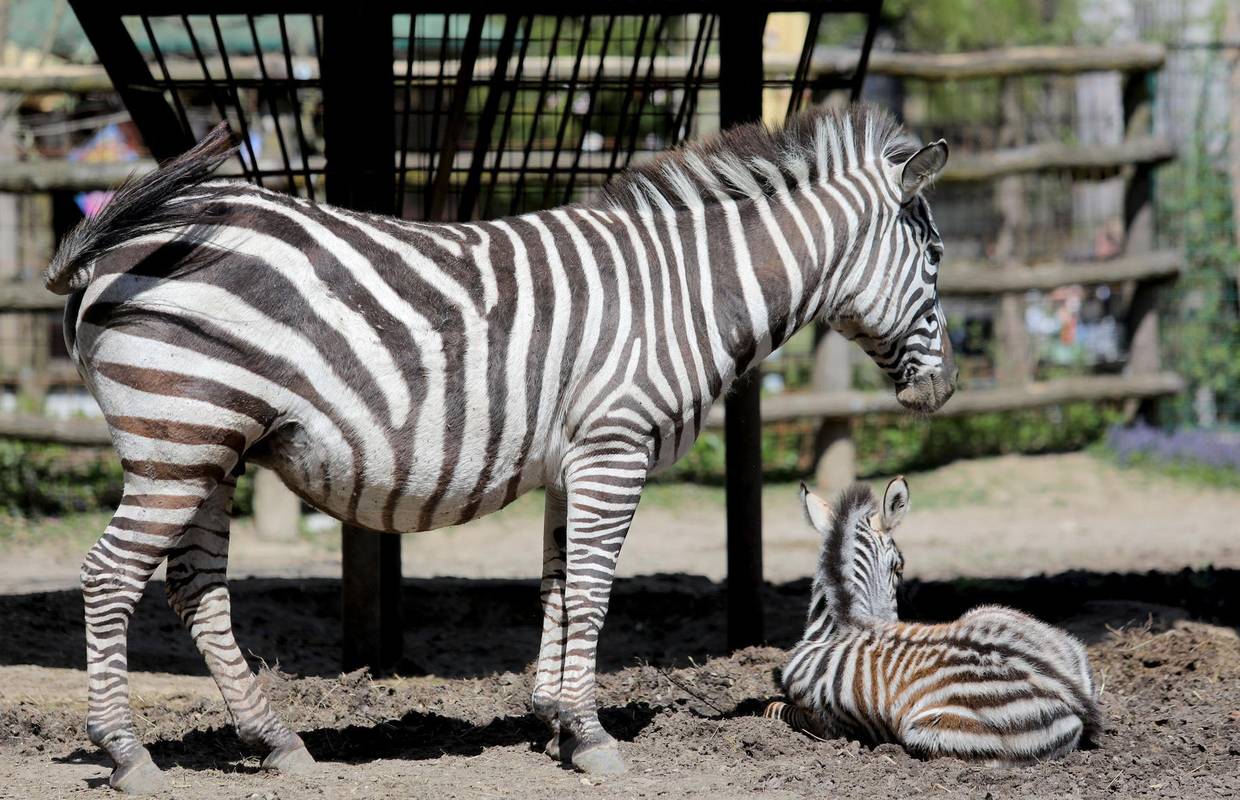 Zagrebački ZOO ima novu bebu: Zebre Sabina i Gustav dobili mladunče, još se ne zna spol