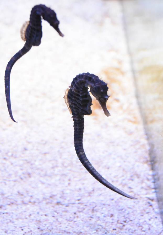 Aquarium Pula