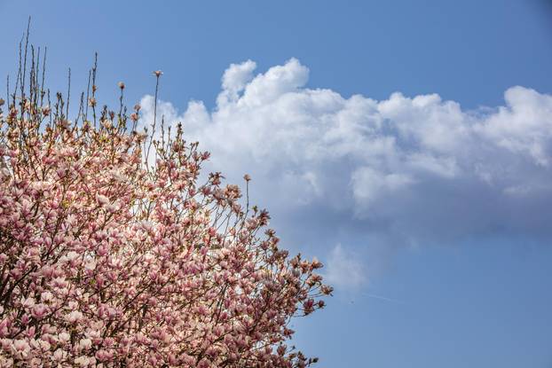 Magnolije u cvatu u Opuzenu