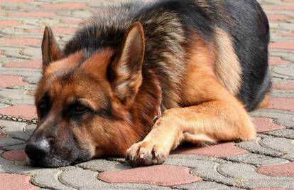 'Puklo mu srce': Vlasnik umro dva mjeseca nakon smrti psa!