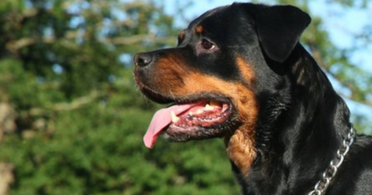 koje su pasmine napravile rottweilera