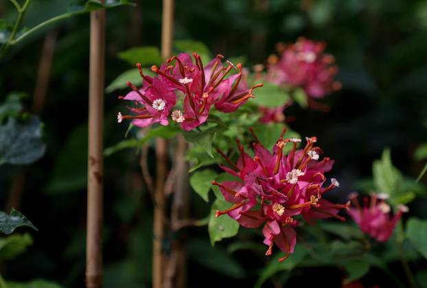 Split: Denis Bojčić, kolekcionar bugenvila