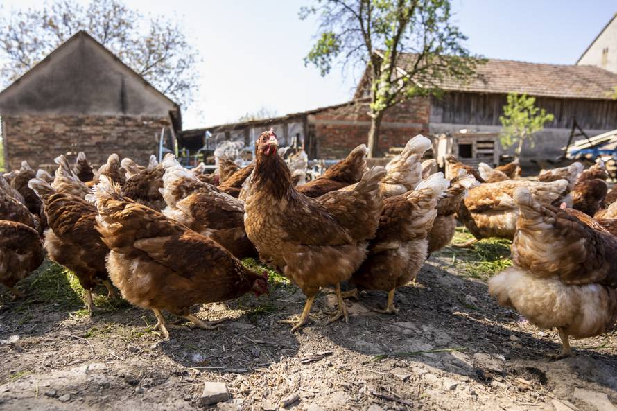 Jeste li u prehranu uključili jaja iz slobodnog uzgoja?
