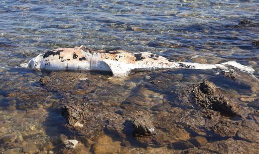 'Lešina dupina danima leži na plaži i raspada se. Jako smrdi'