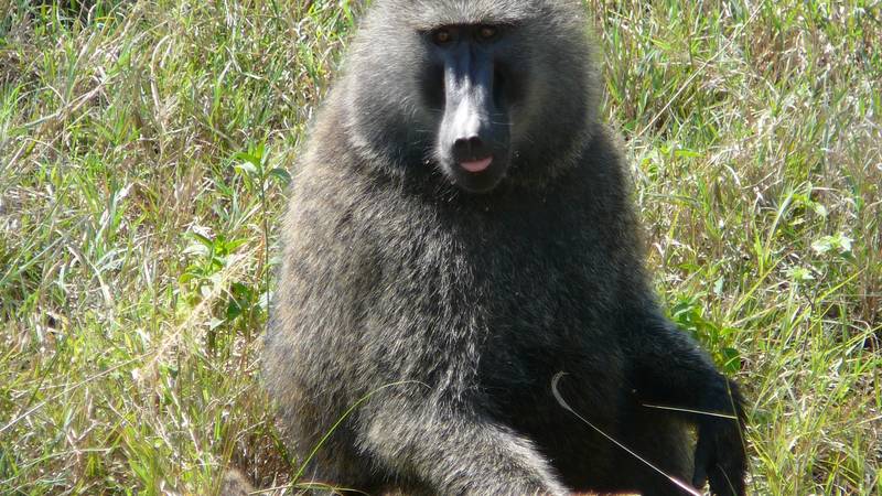 Nemški živalski vrt usmrtil zdrave pavijane, sprožil proteste