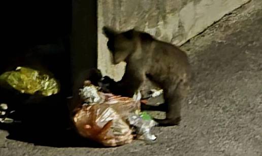 VIDEO Medo već dva tjedna živi u Novom Vinodolskom. Žele ga namamiti  i prebaciti u šumu