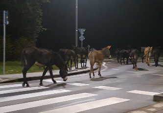 Kakav prizor! Odbjegli magarci i jedan konj u šetnji po Istri