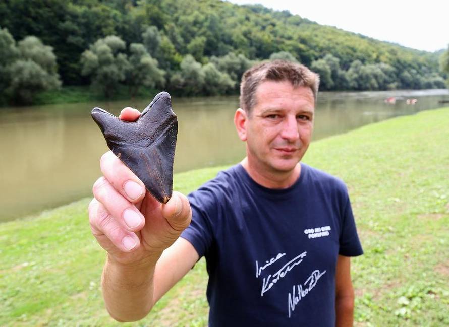 Ralje iz panonskih dubina: Zub megalodona našli i u Slavoniji