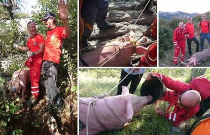 HGSS-ovci su s brda spašavali prasca koji je pobjegao iz tora