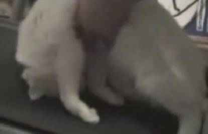 Lijena mačka odbija vježbom skinuti kilograme