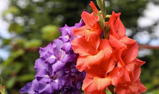 Gladiole simboliziraju snagu, strast i zaljubljenost, vole sunce