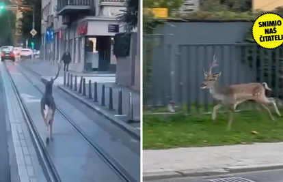 VIDEO Jelen lopatar pobjegao je s Pantovčaka? Ali nije jedini: 'I Mesićevi magarci su pokušali!'