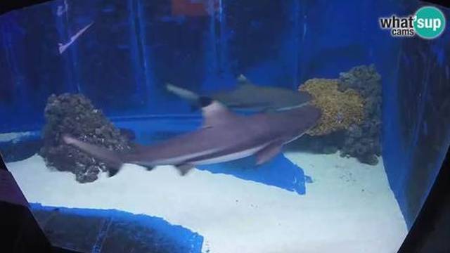 Uspjeh: Snimka morskih pasa iz akvarija u Puli je svjetski hit