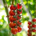 Zavr&scaron;ile i na hrvatskom tr&zcaron;i&scaron;tu! U Italiji vi&scaron;e od 100 zara&zcaron;enih salmonelom zbog  cherry raj&ccaron;ica
