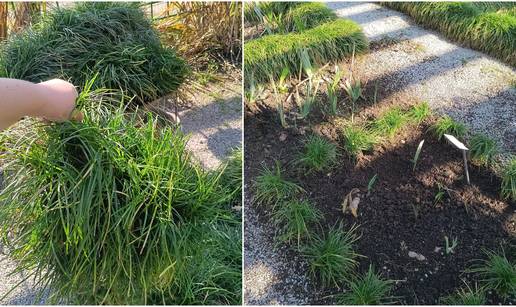 Prodaja viška biljnog materijala iz Botaničkog vrta PMF-a - nude razne biljke visoke kvalitete