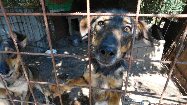 'Slavimo, u Hrvatskoj više neće ubijati životinje u skloništima'