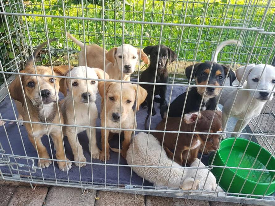 Izbacili 9 izgladnjelih štenaca: 'Hitno trebamo vašu pomoć!'