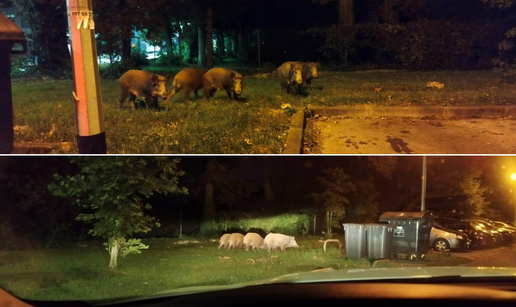 VIDEO Svinje u điru po Zagrebu: 'U dvorištu osnovne škole su, to je krdo! Dobru su rutu imale'