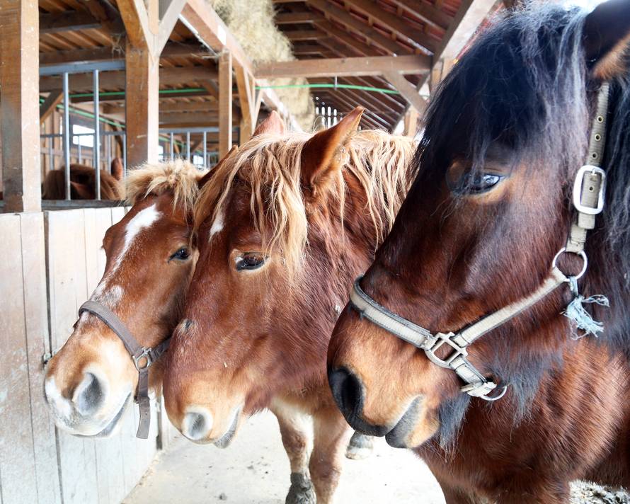 Da ove kobile nisu kod nas, vjerojatno bi bile u kobasama...