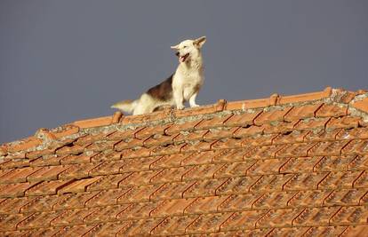 Svemirov pas Bobi s krova laje na prolaznike i djecu