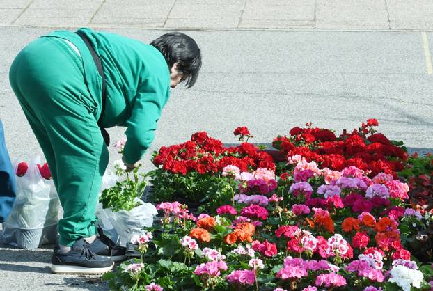 Sisak: Subotnja ponuda cvijećana tržnici