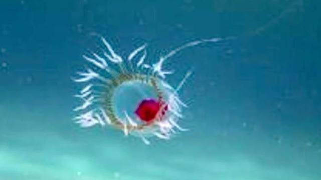 Jedino biće na svijetu: Ova meduza može živjeti vječno