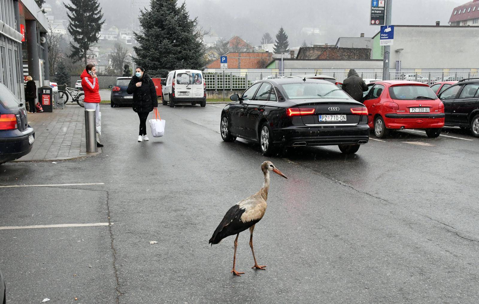 Požega Roda traži sklonište od hladnoće na parkiralištu Kauflanda