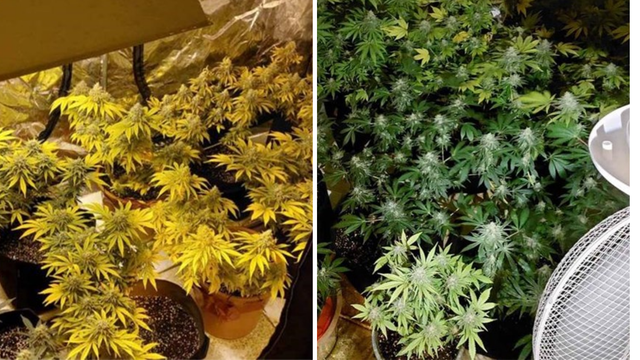 VIDEO U stanu u Puli napravio laboratorij za uzgoj marihuane