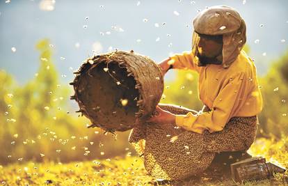 Zemlja meda: Životne lekcije posljednje čuvarice divljih pčela