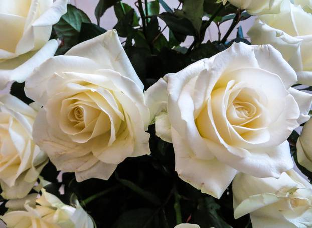 Bouquet of beautiful soft white roses in a vase.