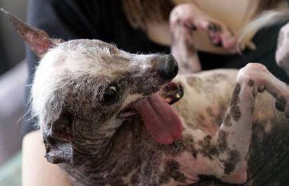 Najružniji pas na svijetu, Gus, umro je od raka noge