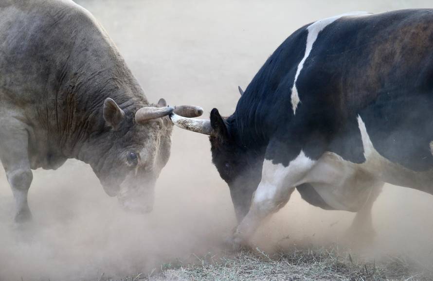 Bikijada u Šestanovcu: 'Nije ovo maltretiranje životinja, to su priče za  djecu, njima je odlično'