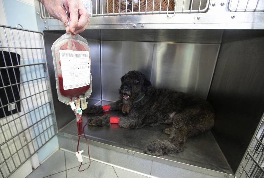 Željko Lukunić/PIXSELL