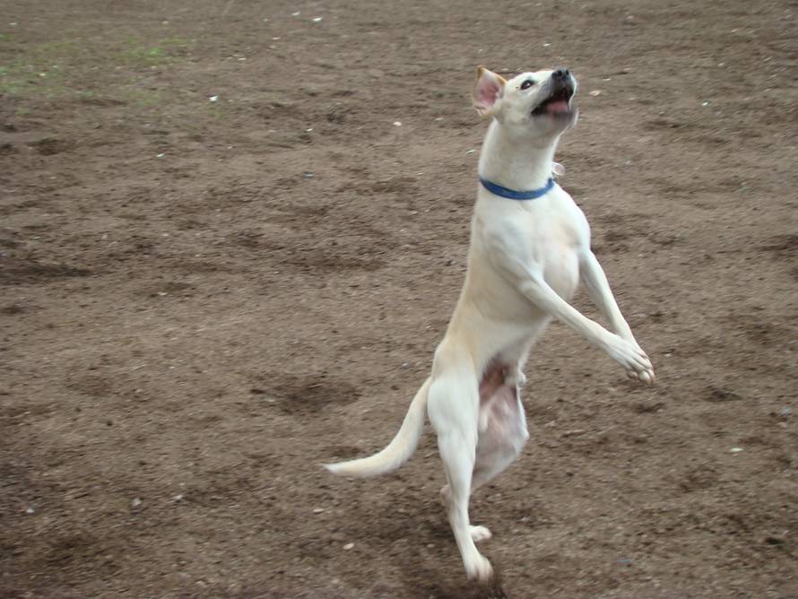 Mislav Nekić/24ljubimci