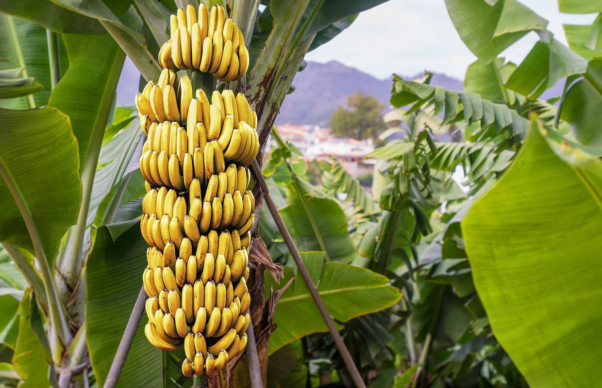 Banane napada gljivična bolest: Znanstvenici traže prirodni lijek
