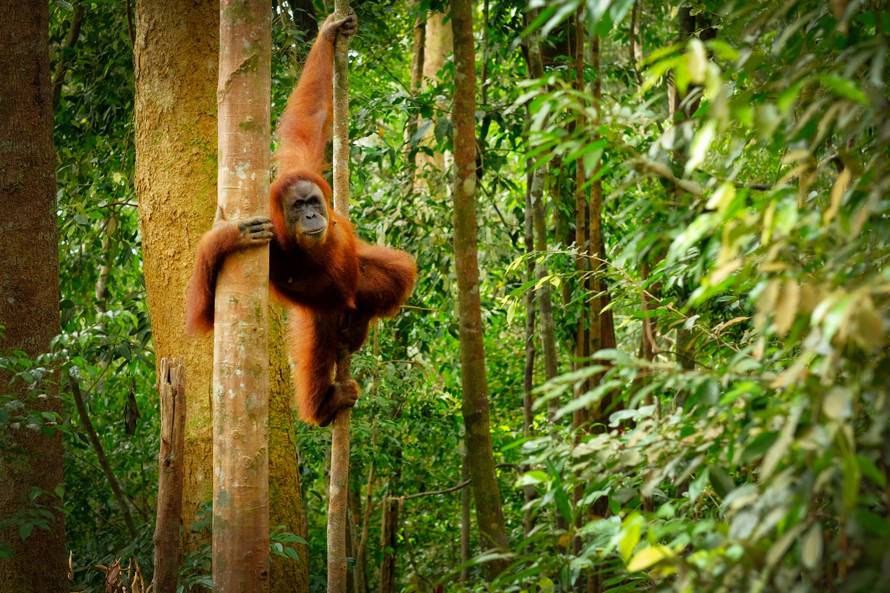 U 40 godina nestalo više od 50 posto populacije orangutana