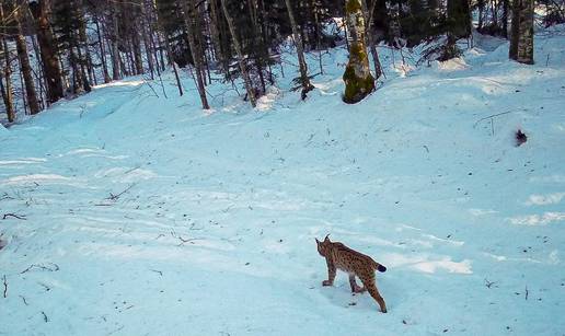 Na Plitvicama snimili risa: 'To je najrjeđa vrsta koja tu obitava'