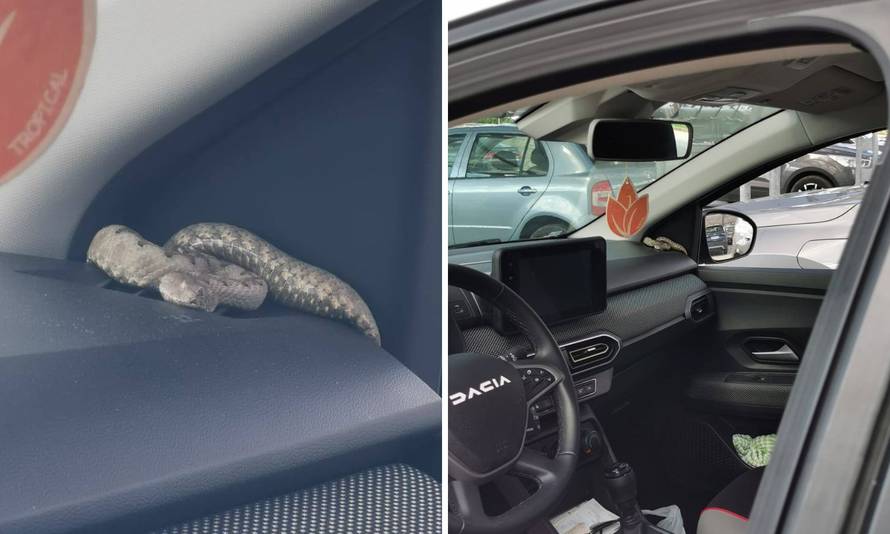 Nevjerojatna scena iz Buja: Vraćao se iz trgovine i našao poskoka kako se sunča u autu