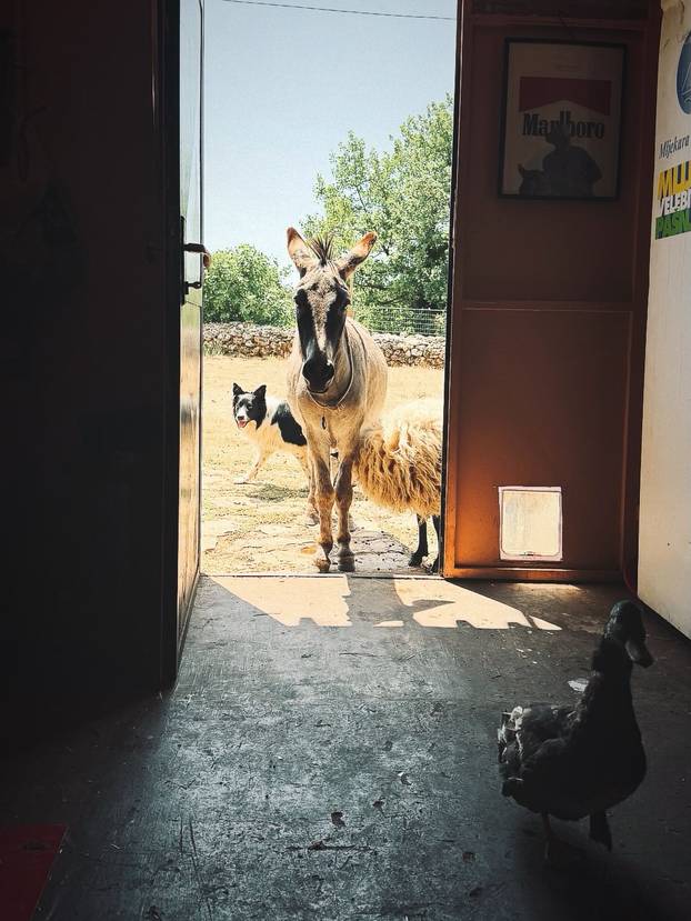 FOTO Farma blizu Splita na kojoj možete ručati među knjigama i družiti se sa životinjama