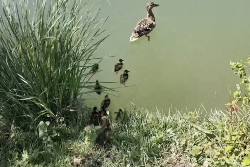 Trinaest je pa&ccaron;i&cacute;a upalo u &scaron;aht u ulici Podgaj