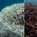 Borba s klimom: Uzgojili koralj otporan na visoke temperature