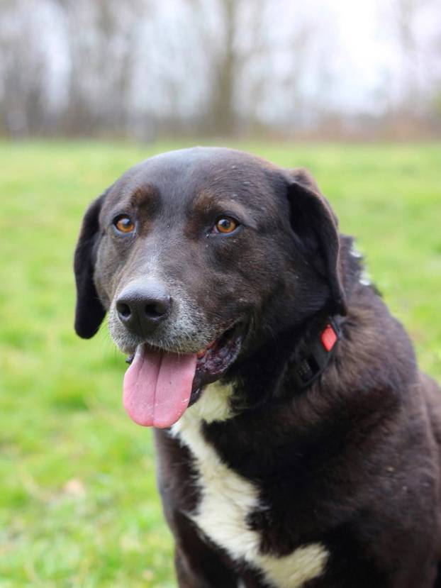 FOTO Ovi preslatki psići iz Noine Arke traže obitelj i stalni dom