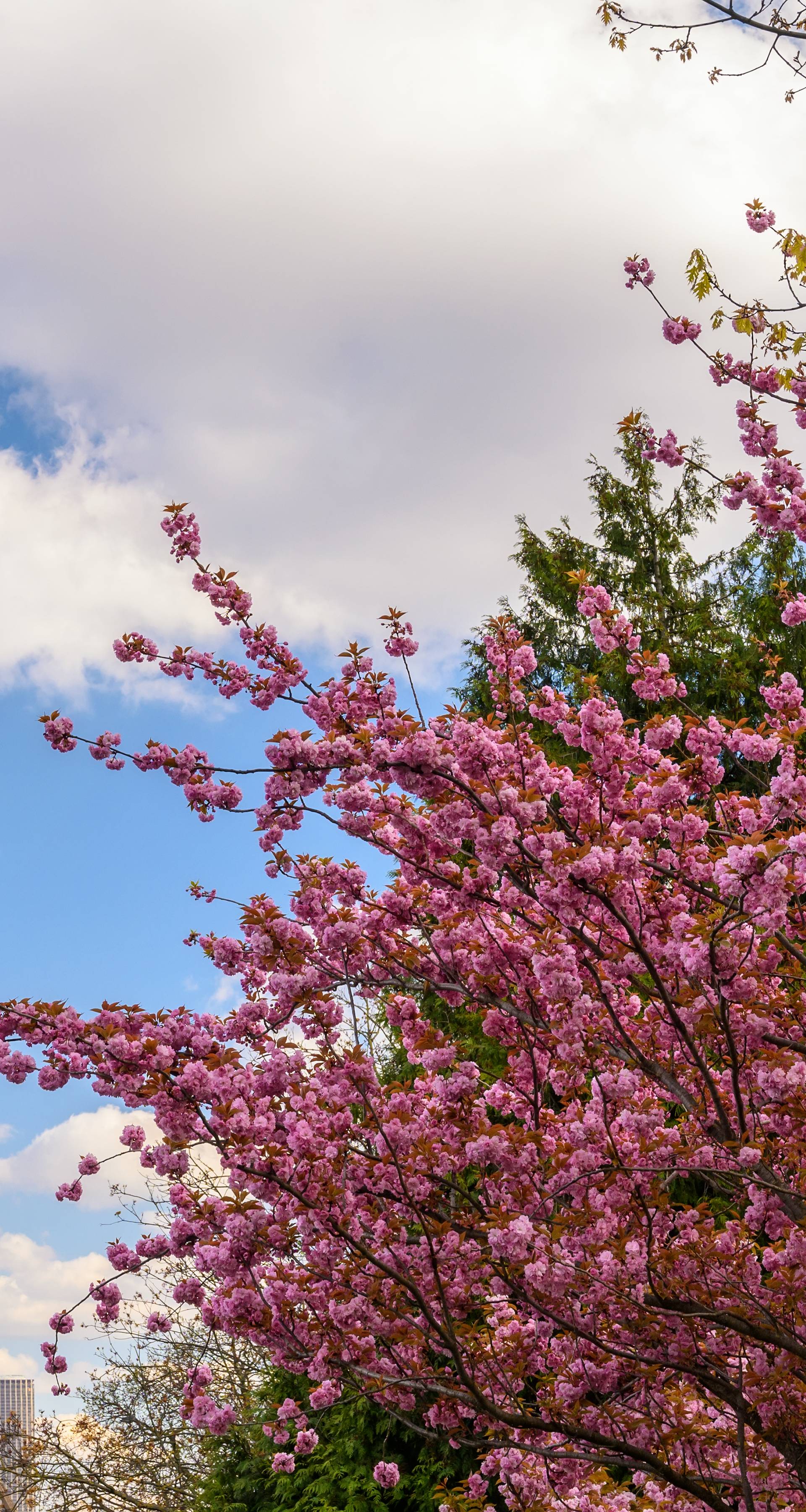 Iz svog kauča pogledajte kako cvjetaju trešnje svuda u svijetu