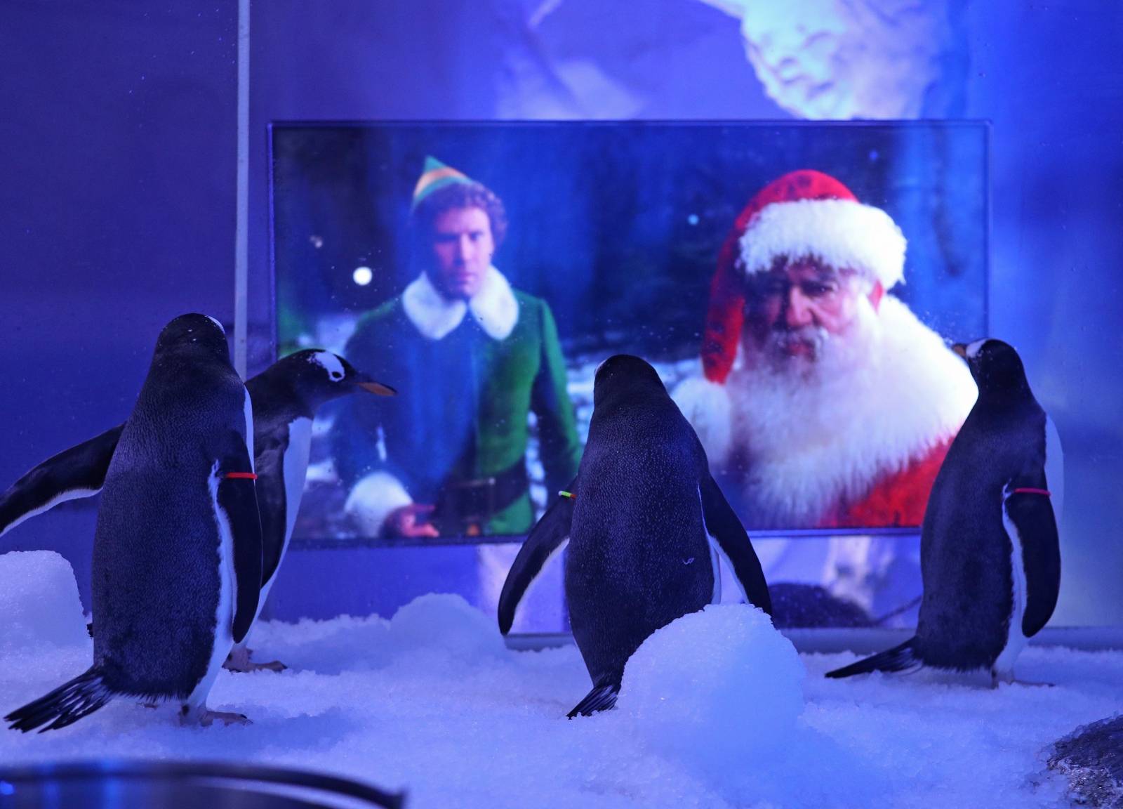 Penguins watching Christmas movies